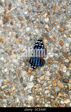 Myscelia ethusa Bluewing mexicain (papillon). Banque D'Images