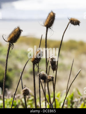 Gold Beach Oregon. Dipsacus fullonum cardère commune ou de graines séchées avec des chefs de plus en plus sur la côte de l'Oregon Banque D'Images