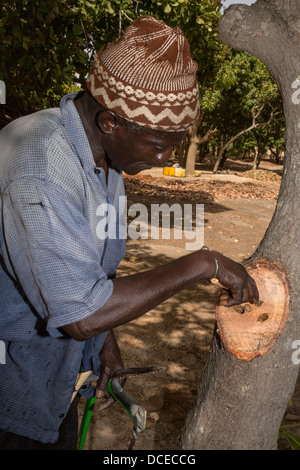 L'émondage des arbres de noix de cajou insectes révèle que l'arbre peut tuer. Près de Sokone, au Sénégal Banque D'Images
