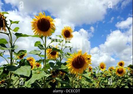 Champ de tournesols à Prayssac dans le Lot Région ou département du sud ouest- Midi Pyrénées région de France Europe Banque D'Images