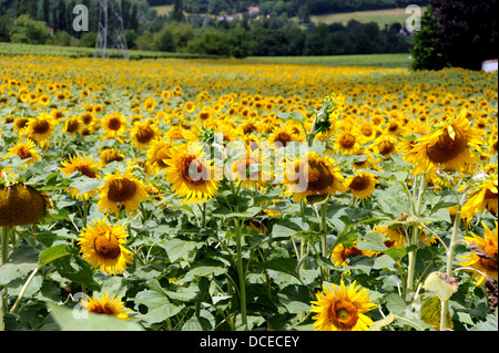 Champ de tournesols à Prayssac dans le Lot Région ou département du sud ouest- Midi Pyrénées région de France Europe Banque D'Images