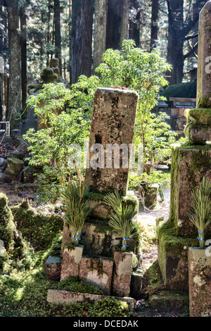 Pierre commémorative grave avec inscription sur, et petit buisson vert ensoleillé dans une forêt de cèdre défrichement au cimetière japonais Okunoin à Koya. Banque D'Images