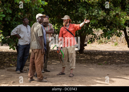 Des bénévoles du Corps de la paix à parler avec les producteurs de noix de cajou, près de Sokone, au Sénégal Banque D'Images