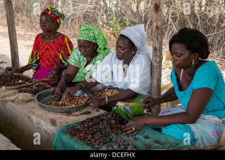 Coopérative de Femmes de la transformation des noix de cajou, de Fatick, au Sénégal. Banque D'Images