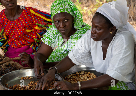 Coopérative de Femmes de la transformation des noix de cajou, de Fatick, au Sénégal. Banque D'Images