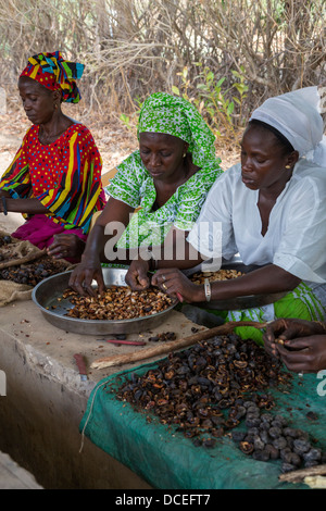 Coopérative de Femmes de la transformation des noix de cajou, de Fatick, au Sénégal. Banque D'Images