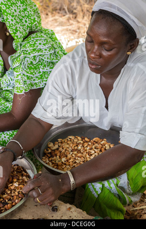 Coopérative de Femmes de la transformation des noix de cajou, de Fatick, au Sénégal. Banque D'Images
