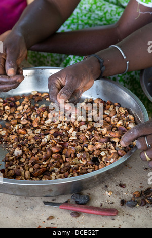 Coopérative de Femmes de la transformation des noix de cajou, de Fatick, au Sénégal. Banque D'Images