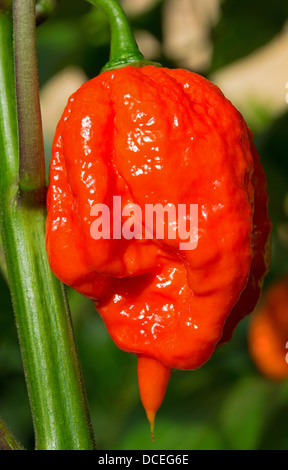 Un Espagnol extrêmement chaud (aka Naga Naga Gibraltar) piment (Capsicum chinense) croissant à l'extérieur dans un jardin. Banque D'Images