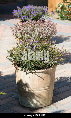 Trois variétés de Hebe en pot (de l'avant à l'arrière : Caledonia, la magie de l'été et Purple Pixie) poussant dans un jardin britannique. Banque D'Images