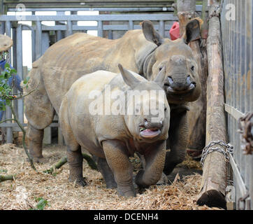 Le zoo de Whipsnade, Dunstable, lits, UK. 15 août 2013. ZSL zoo de Whipsnade se réchauffe pour ses petites créatures festival familial, l'une de ses petites créatures très propre s'apprête à faire exactement la même chose. Neuf mois de rhinocéros à une corne, Jamil, est réglé pour profiter de son tout premier kickabout avec des balles de baby-boomers dans le paddock qu'il partage avec maman, Behan. Credit : KEITH MAYHEW/Alamy Live News Banque D'Images