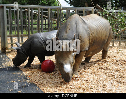 Le zoo de Whipsnade, Dunstable, lits, UK. 15 août 2013. ZSL zoo de Whipsnade se réchauffe pour ses petites créatures festival familial, l'une de ses petites créatures très propre s'apprête à faire exactement la même chose. Neuf mois de rhinocéros à une corne, Jamil, est réglé pour profiter de son tout premier kickabout avec des balles de baby-boomers dans le paddock qu'il partage avec maman, Behan. Credit : KEITH MAYHEW/Alamy Live News Banque D'Images