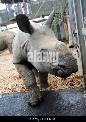 Le zoo de Whipsnade, Dunstable, lits, UK. 15 août 2013. ZSL zoo de Whipsnade se réchauffe pour ses petites créatures festival familial, l'une de ses petites créatures très propre s'apprête à faire exactement la même chose. Neuf mois de rhinocéros à une corne, Jamil, est réglé pour profiter de son tout premier kickabout avec des balles de baby-boomers dans le paddock qu'il partage avec maman, Behan. Credit : KEITH MAYHEW/Alamy Live News Banque D'Images