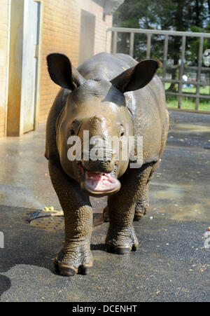 Le zoo de Whipsnade, Dunstable, lits, UK. 15 août 2013. ZSL zoo de Whipsnade se réchauffe pour ses petites créatures festival familial, l'une de ses petites créatures très propre s'apprête à faire exactement la même chose. Neuf mois de rhinocéros à une corne, Jamil, est réglé pour profiter de son tout premier kickabout avec des balles de baby-boomers dans le paddock qu'il partage avec maman, Behan. Credit : KEITH MAYHEW/Alamy Live News Banque D'Images