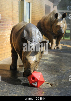 Le zoo de Whipsnade, Dunstable, lits, UK. 15 août 2013. ZSL zoo de Whipsnade se réchauffe pour ses petites créatures festival familial, l'une de ses petites créatures très propre s'apprête à faire exactement la même chose. Neuf mois de rhinocéros à une corne, Jamil, est réglé pour profiter de son tout premier kickabout avec des balles de baby-boomers dans le paddock qu'il partage avec maman, Behan. Credit : KEITH MAYHEW/Alamy Live News Banque D'Images