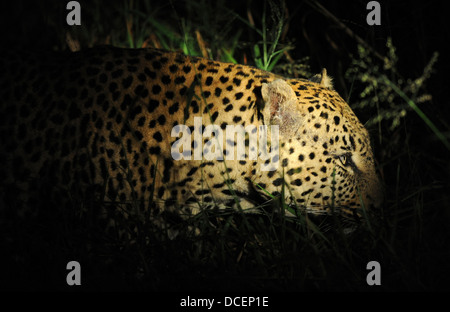 Leopard africaine la marche et cachées dans la brousse pendant la nuit Banque D'Images