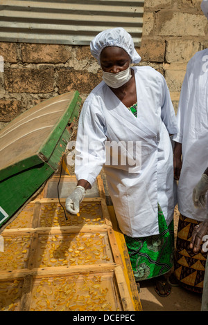 Tranches de pommes de cajou séchant au soleil, la Gambie. Ils seront emballés et vendus localement. Les pommes fraîches ne transportez pas bien. Banque D'Images