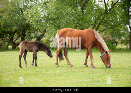 Deux chevaux, une mère et son poulain, le pâturage dans la New Forest, en Angleterre. Banque D'Images