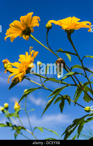 Tung Bua Tong tournesol Banque D'Images