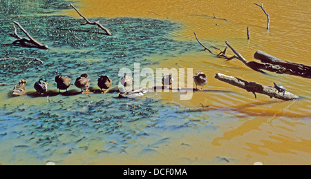 9 canards dans une ligne et une tortue debout sur les branches submergées se réchauffent à la lumière du soleil sur un jour d'automne. Banque D'Images