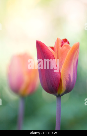 Tulipa 'Prinses Irene' dans un jardin anglais. Changement de couleur sur l'un de l'orange au rouge des tépales. Banque D'Images