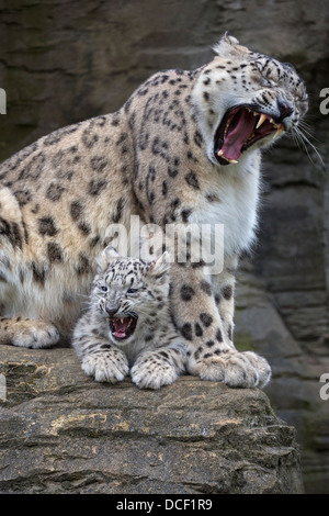 Snow Leopard cub 16 semaines avec sa mère, tant le bâillement Banque D'Images