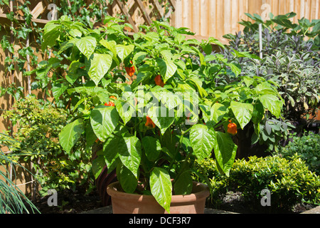 A potted plant de piment (Capsicum chinense - Naga Espagnol) croissant dans un endroit ensoleillé dans un jardin. Banque D'Images