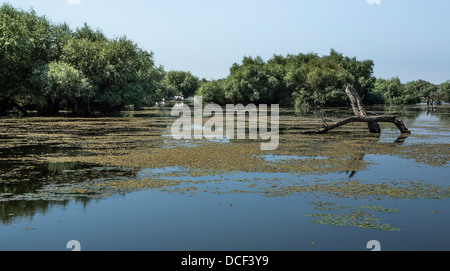 Danube Delta, beau paysage, l'un des chaînes locales près de Tulcea, Roumanie, Dobrogea, Réserve de biosphère de l'UNESCO Banque D'Images