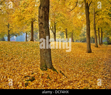 USA (Oregon, Portland. American tilleuls en couleurs d'automne. Banque D'Images