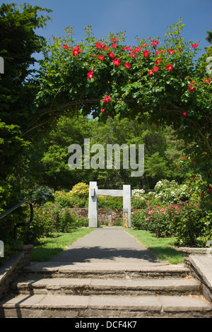 Rosier GRIMPANT COUVERT ARBOR INTERNATIONAL ROSE TEST GARDEN WASHINGTON PARK PORTLAND OREGON USA Banque D'Images