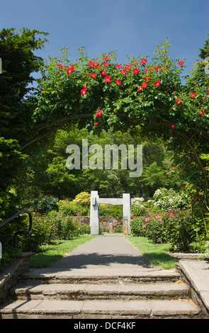 Rosier GRIMPANT COUVERT ARBOR INTERNATIONAL ROSE TEST GARDEN WASHINGTON PARK PORTLAND OREGON USA Banque D'Images