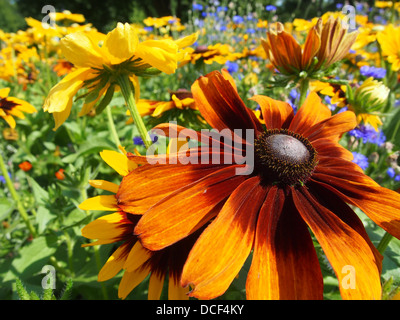 Jardin de fleurs sauvages Banque D'Images