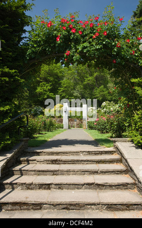 Rosier GRIMPANT COUVERT ARBOR INTERNATIONAL ROSE TEST GARDEN WASHINGTON PARK PORTLAND OREGON USA Banque D'Images