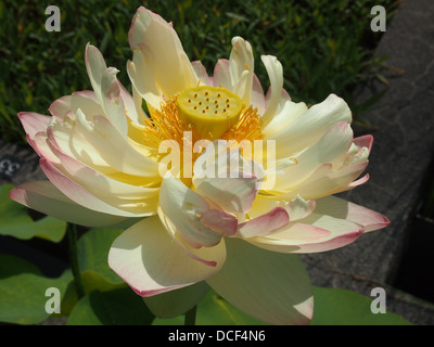 Fleur de Lotus Banque D'Images