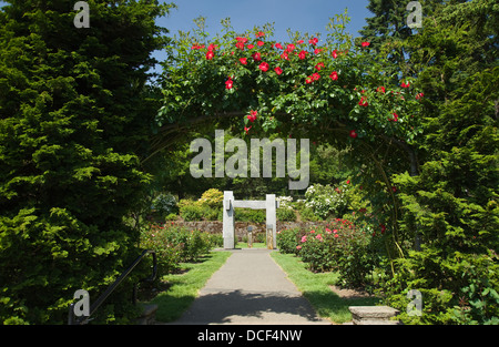 Rosier GRIMPANT COUVERT ARBOR INTERNATIONAL ROSE TEST GARDEN WASHINGTON PARK PORTLAND OREGON USA Banque D'Images