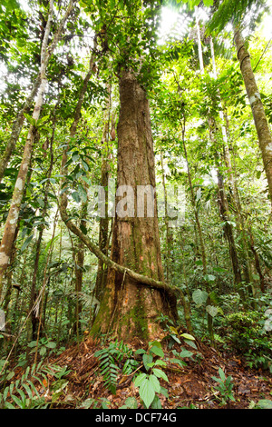 Grand arbre dans la forêt tropicale primaire, l'Équateur Banque D'Images