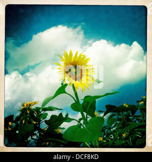 Une fleur soleil - photo prise avec l'iPhone et Hipstamatic App
