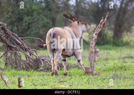 Eland -- la plus lente et la plus importante du monde Antilope. Consvervancy Selenkay. Le Kenya, l'Afrique. Taurotragus oryx Banque D'Images