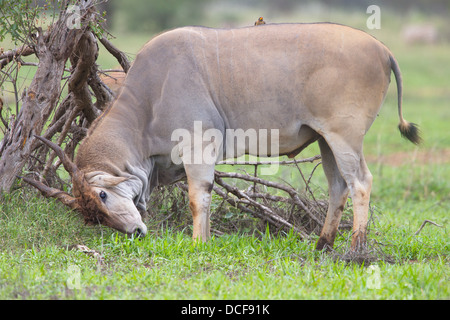 Eland -- la plus lente et la plus importante du monde Antilope. Consvervancy Selenkay. Le Kenya, l'Afrique. Taurotragus oryx Banque D'Images