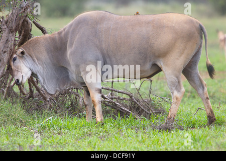 Eland -- la plus lente et la plus importante du monde Antilope. Consvervancy Selenkay. Le Kenya, l'Afrique. Taurotragus oryx Banque D'Images