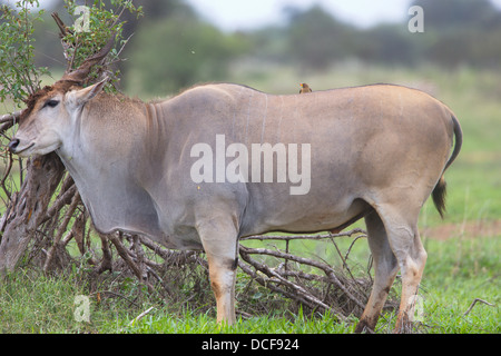 Eland -- la plus lente et la plus importante du monde Antilope. Consvervancy Selenkay. Le Kenya, l'Afrique. Taurotragus oryx Banque D'Images