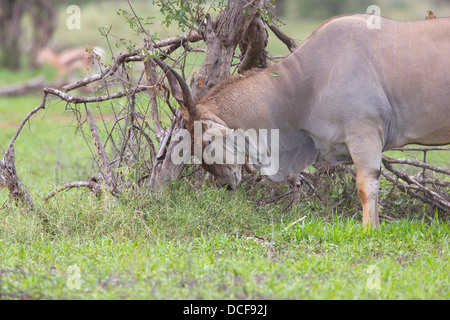 Eland -- la plus lente et la plus importante du monde Antilope. Consvervancy Selenkay. Le Kenya, l'Afrique. Taurotragus oryx Banque D'Images