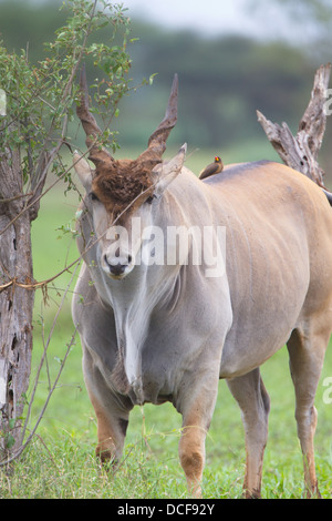 Eland -- la plus lente et la plus importante du monde Antilope. Consvervancy Selenkay. Le Kenya, l'Afrique. Taurotragus oryx Banque D'Images