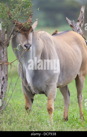 Eland -- la plus lente et la plus importante du monde Antilope. Consvervancy Selenkay. Le Kenya, l'Afrique. Taurotragus oryx Banque D'Images