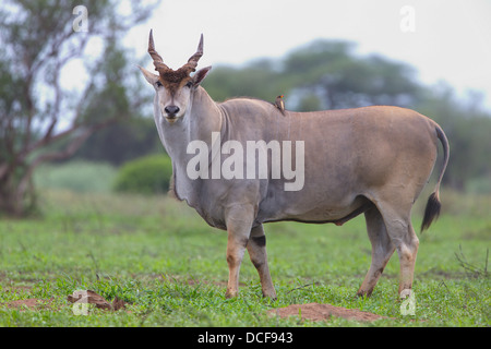 Eland -- la plus lente et la plus importante du monde Antilope. Consvervancy Selenkay. Le Kenya, l'Afrique. Taurotragus oryx Banque D'Images