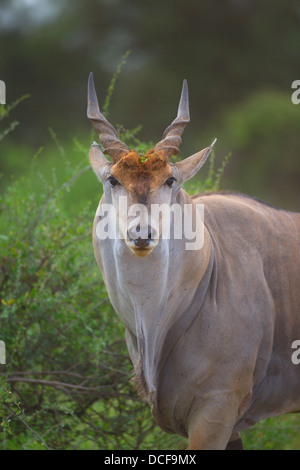 Eland -- la plus lente et la plus importante du monde Antilope. Consvervancy Selenkay. Le Kenya, l'Afrique. Taurotragus oryx Banque D'Images