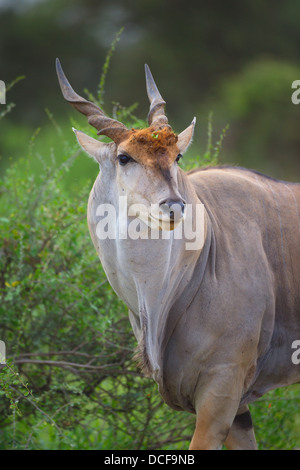 Eland -- la plus lente et la plus importante du monde Antilope. Consvervancy Selenkay. Le Kenya, l'Afrique. Taurotragus oryx Banque D'Images