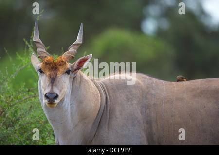 Eland -- la plus lente et la plus importante du monde Antilope. Consvervancy Selenkay. Le Kenya, l'Afrique. Taurotragus oryx Banque D'Images