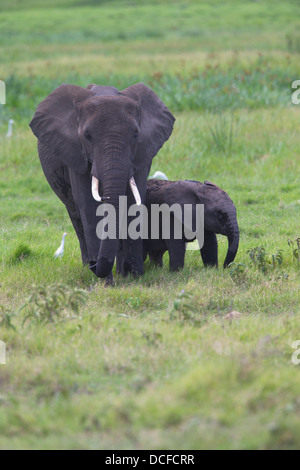 Des Éléphants d'Afrique. Loxodonta africana spp. Amboselli Park. Le Kenya, l'Afrique. Banque D'Images