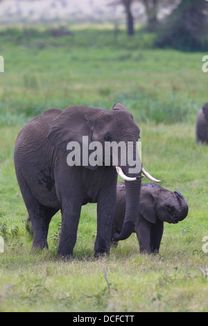 Des Éléphants d'Afrique. Loxodonta africana spp. Amboselli Park. Le Kenya, l'Afrique. Banque D'Images